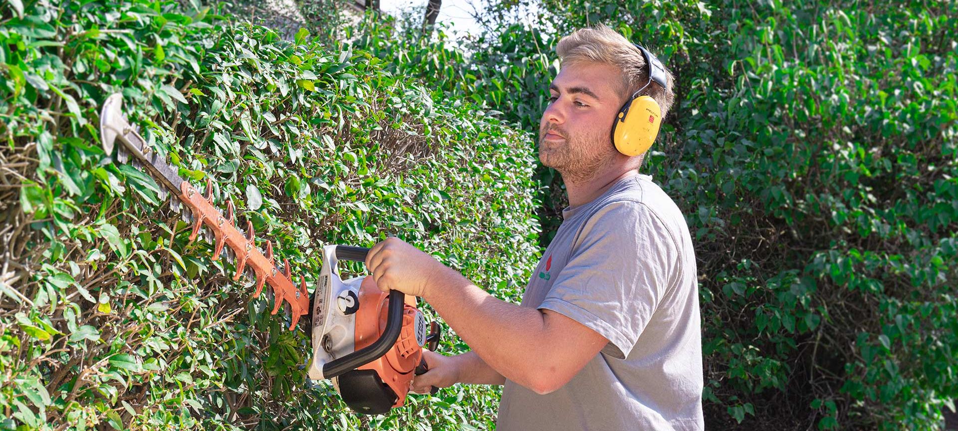 Ein Mitarbeiter beim Rückschnitt einer Hecke, Grünpflege