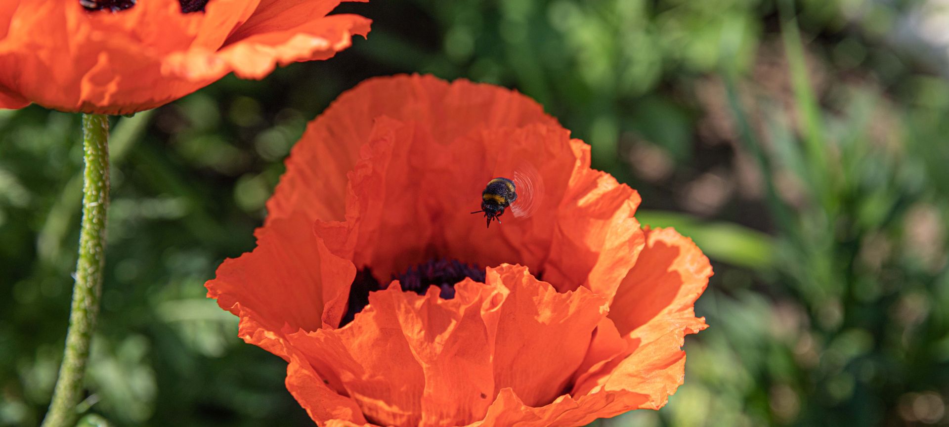 Naturgärten - Erhalt der Artenvielfalt von Flora und Fauna - Eine Hummel landet auf Mohnblüte