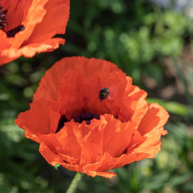 Naturgärten - Erhalt der Artenvielfalt von Flora und Fauna - Eine Hummel landet auf Mohnblüte